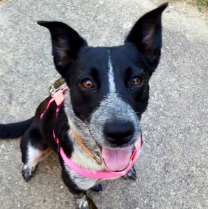 Meet your Posher, Darian